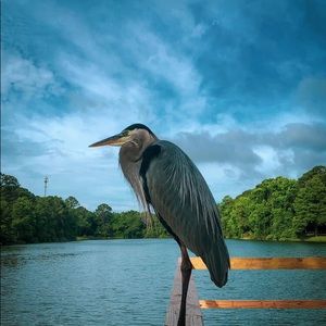 Meet your Posher, Julie